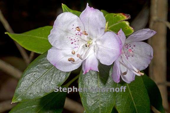 rhododendron ovatum subsection azaleastrum 1 graphic